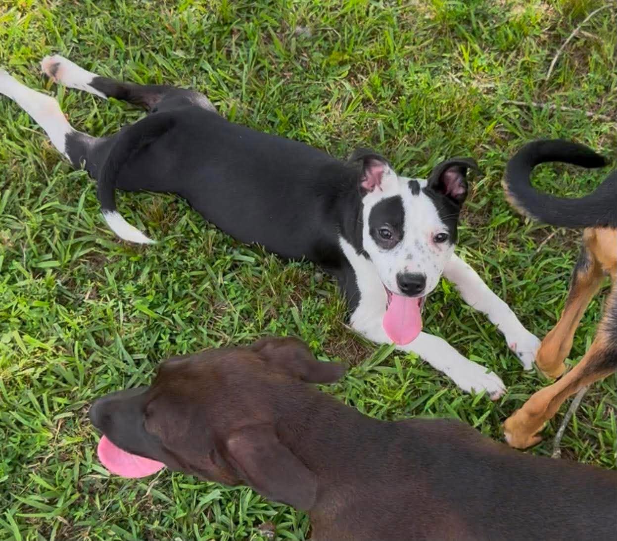 Enlarge Billie Jean, a ADOPTABLE Mixed Breed in Northwood, NH image 4/4