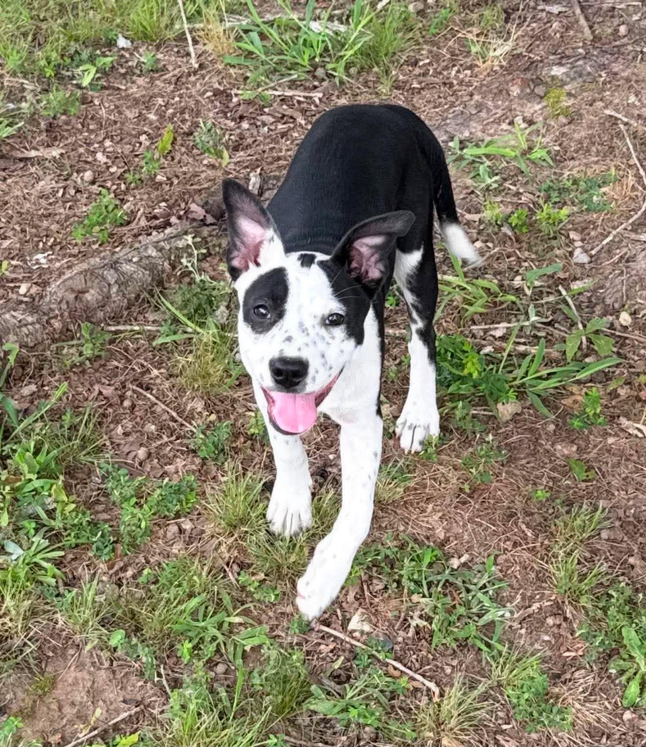 Enlarge Billie Jean, a ADOPTABLE Mixed Breed in Northwood, NH image 3/4