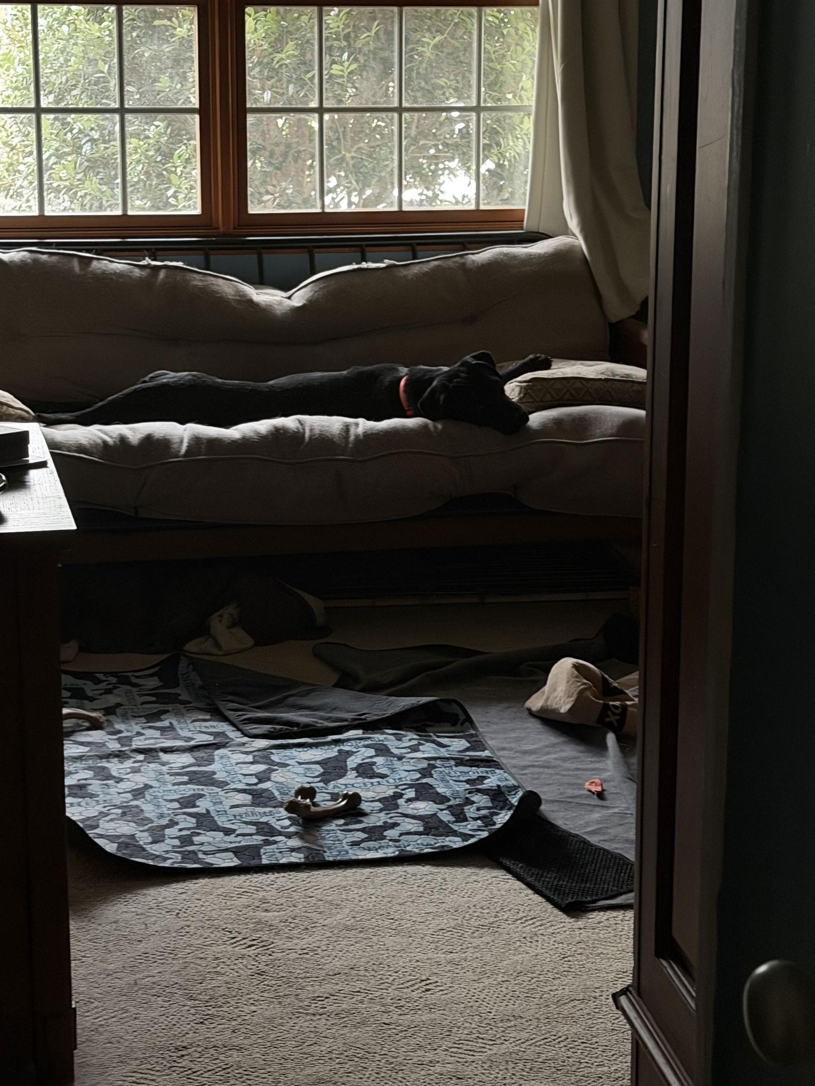 Enlarge Neptune, a Adoptable Labrador Retriever in Doylestown, PA image 2/3