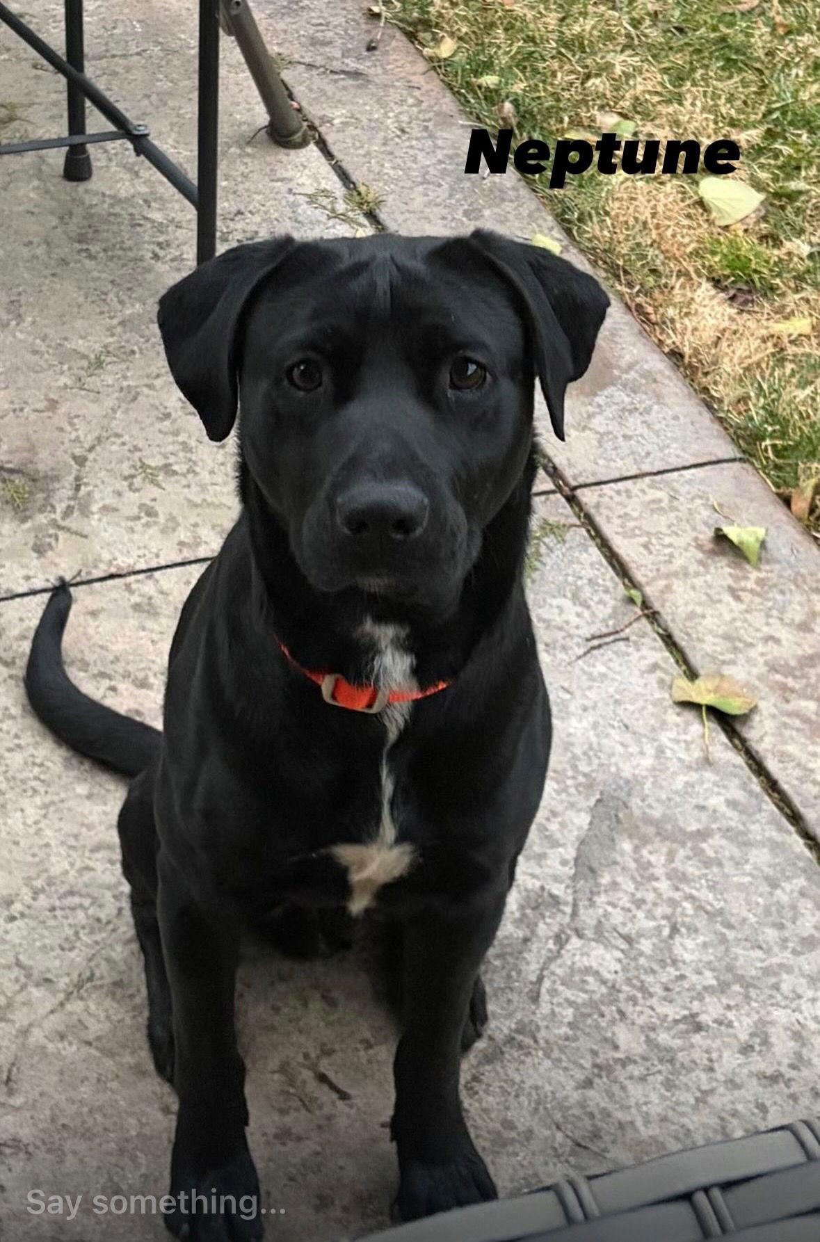 Enlarge Neptune, a Adoptable Labrador Retriever in Doylestown, PA image 3/3