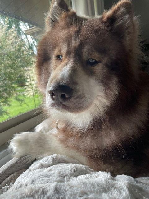 Baron, Adoptable, Young Male Alaskan Malamute & Husky.