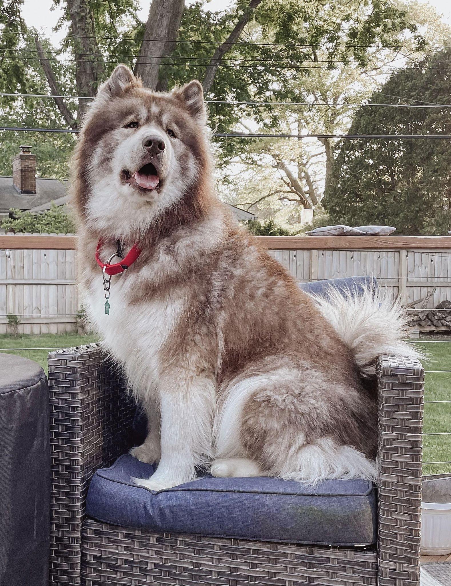 Baron, Adoptable, Young Male Alaskan Malamute & Husky.
