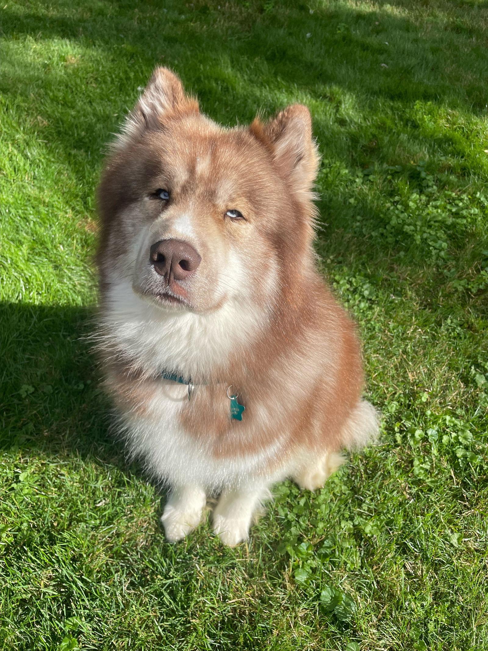 Enlarge Baron, a Adoptable mixed breed in Livonia, MI image 2/3