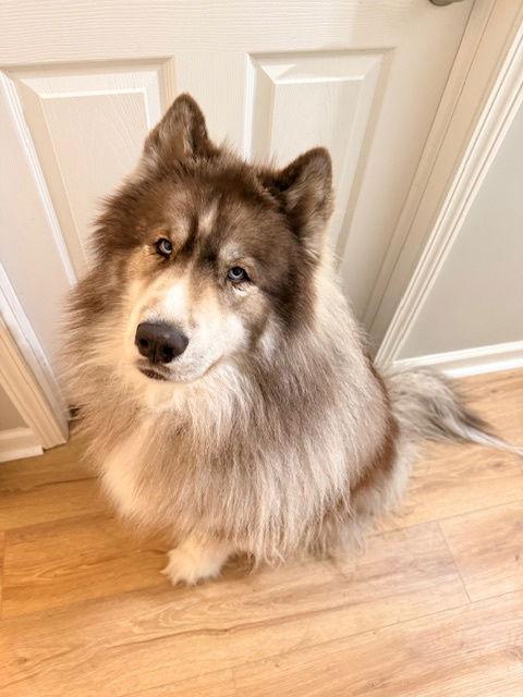 Baron, a Adoptable mixed breed in Livonia, MI image 3/3