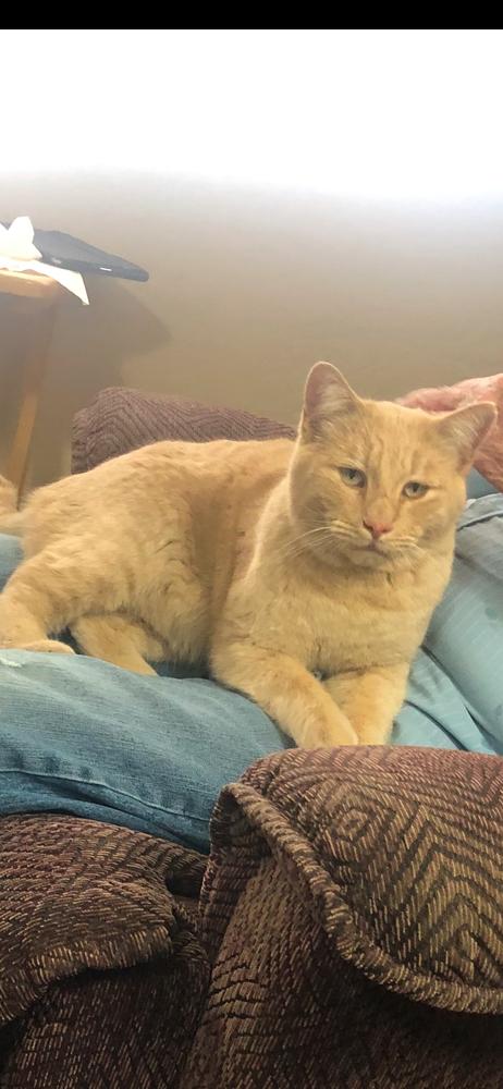 Monty, Adoptable, Adult Male Domestic Short Hair.