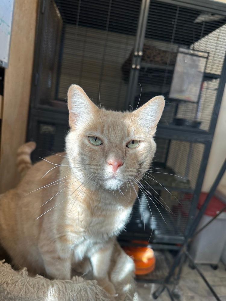 Enlarge Monty, a Adoptable Domestic Short Hair in Thatcher, AZ image 2/2