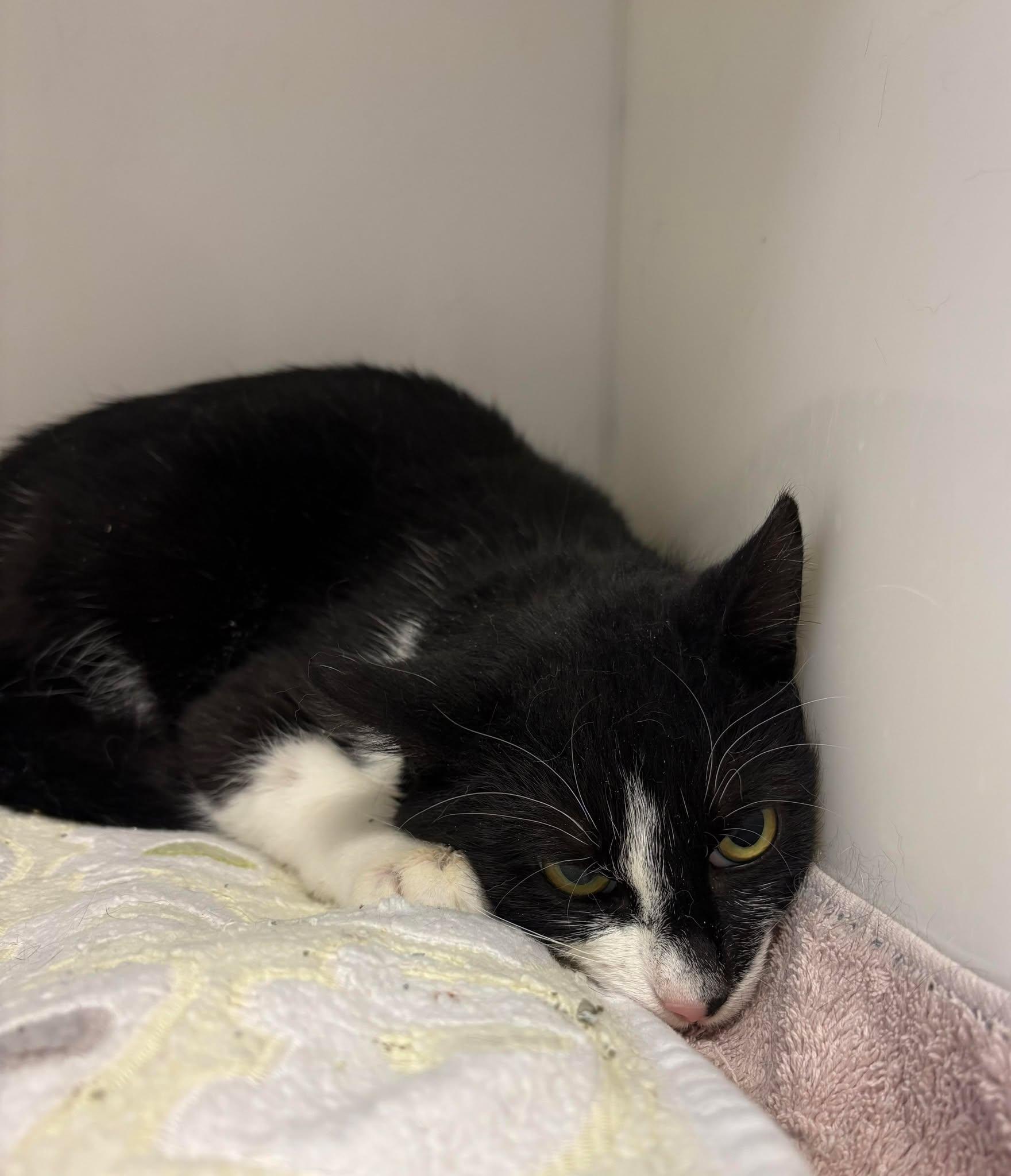 Enlarge Fripon, a ADOPTABLE Domestic Short Hair in Delson, QC image 1/1