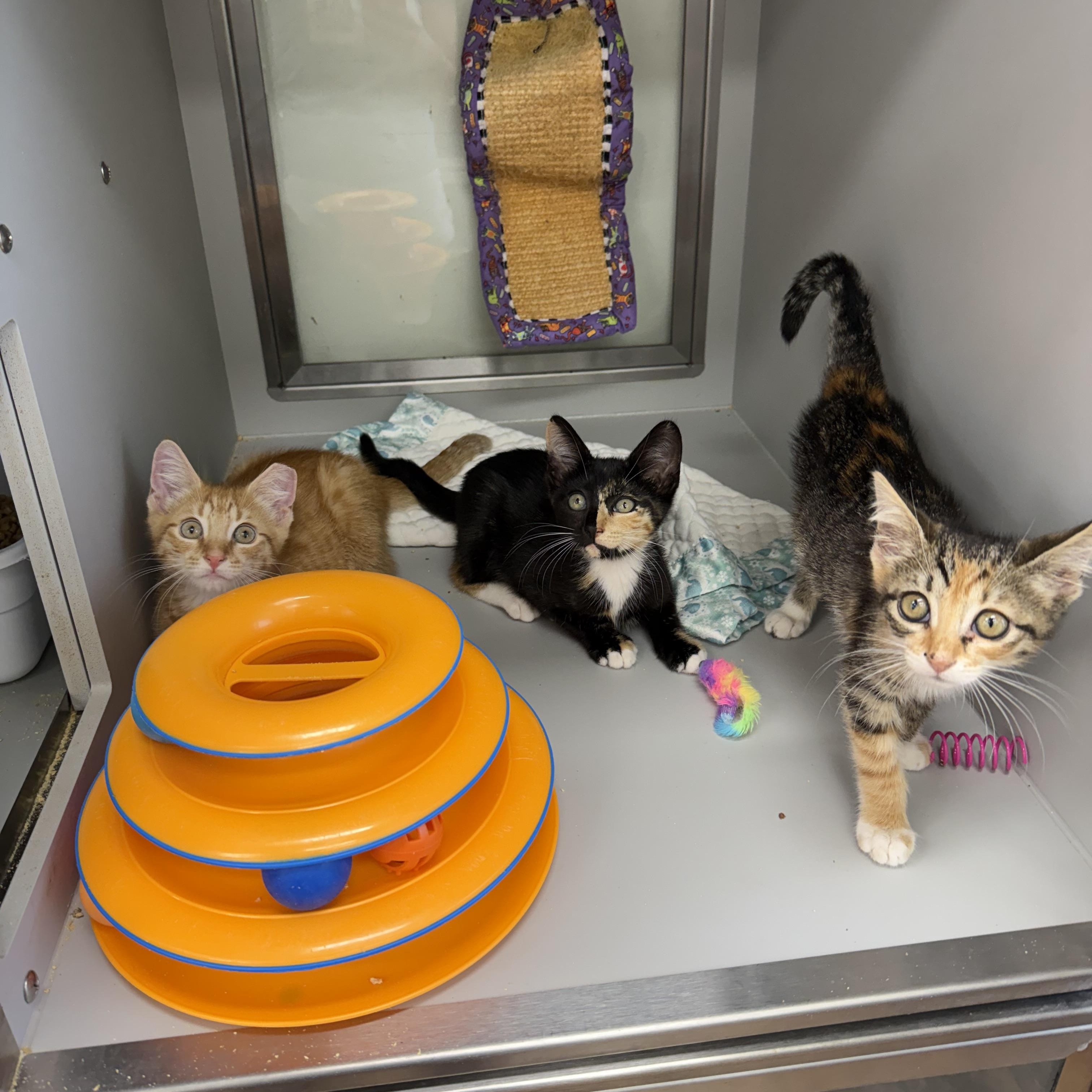 Cheeseball, Snickerdoodle & Bubblegum, a Adoptable Domestic Short Hair in Miami Beach, FL image 2/6