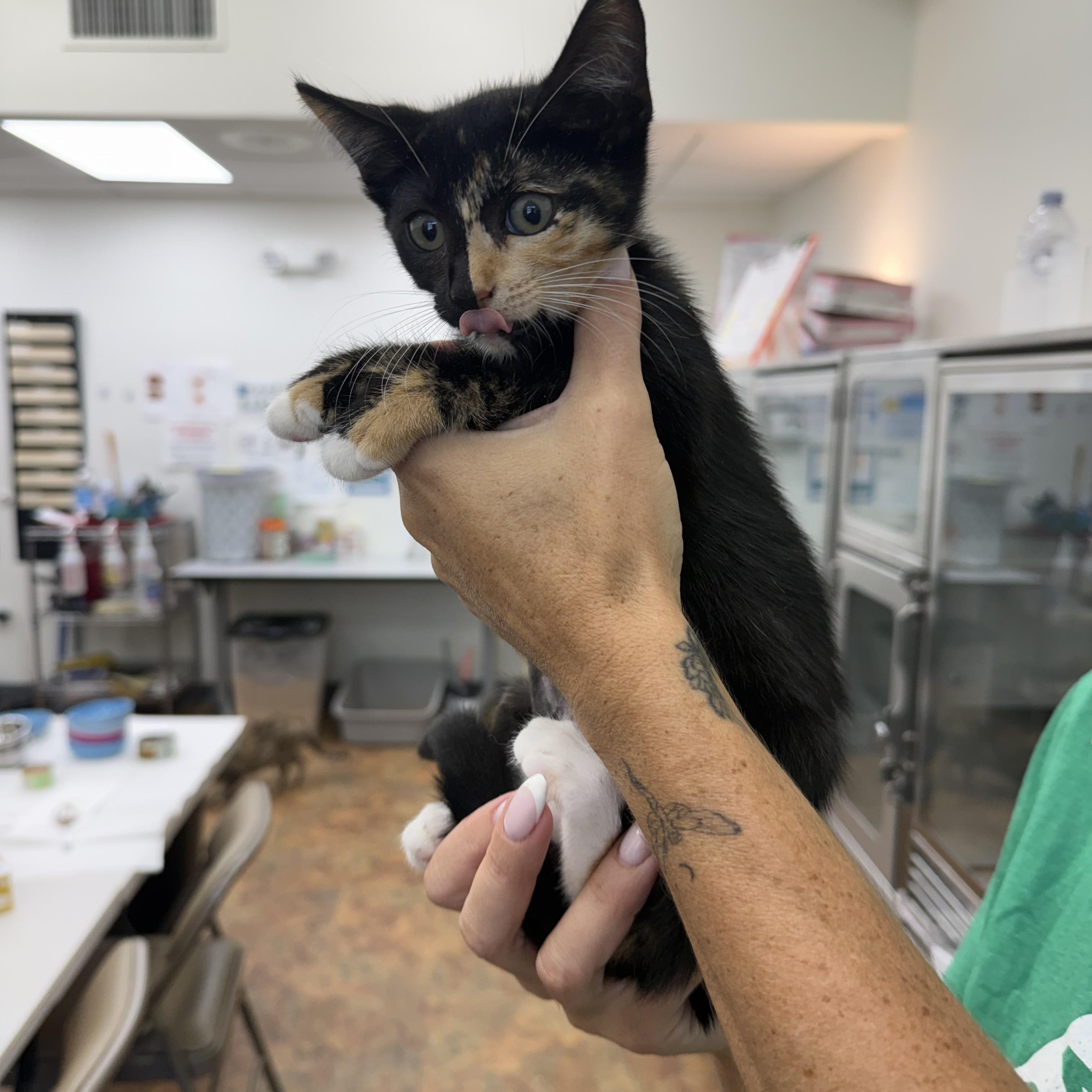 Cheeseball, Snickerdoodle & Bubblegum, a Adoptable Domestic Short Hair in Miami Beach, FL image 3/6