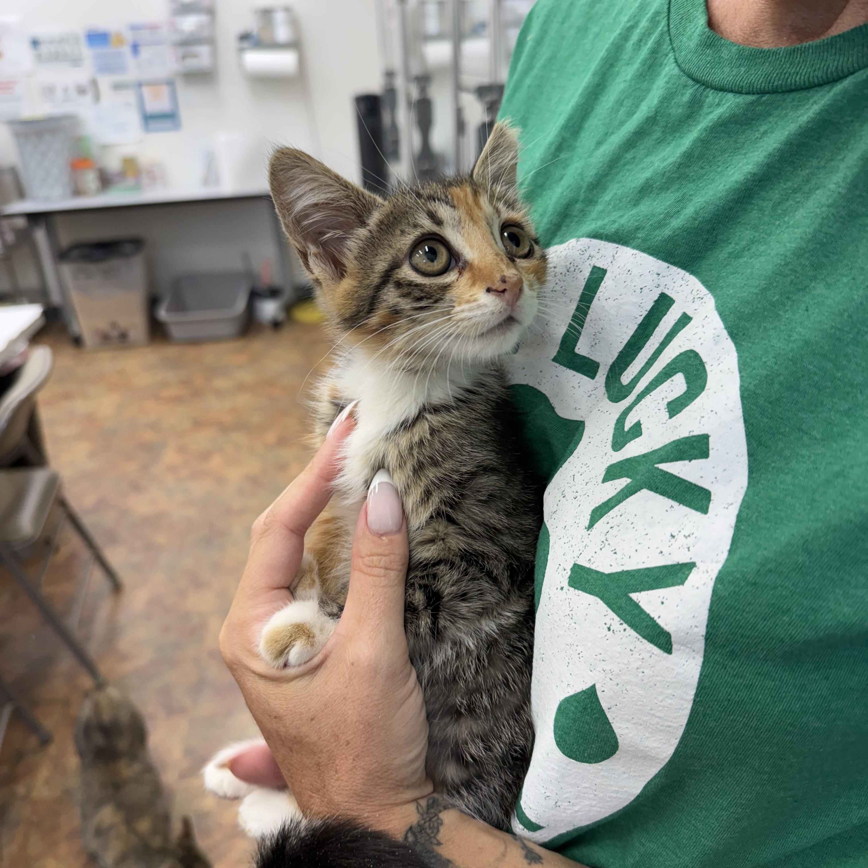 Cheeseball, Snickerdoodle & Bubblegum, a Adoptable Domestic Short Hair in Miami Beach, FL image 6/6