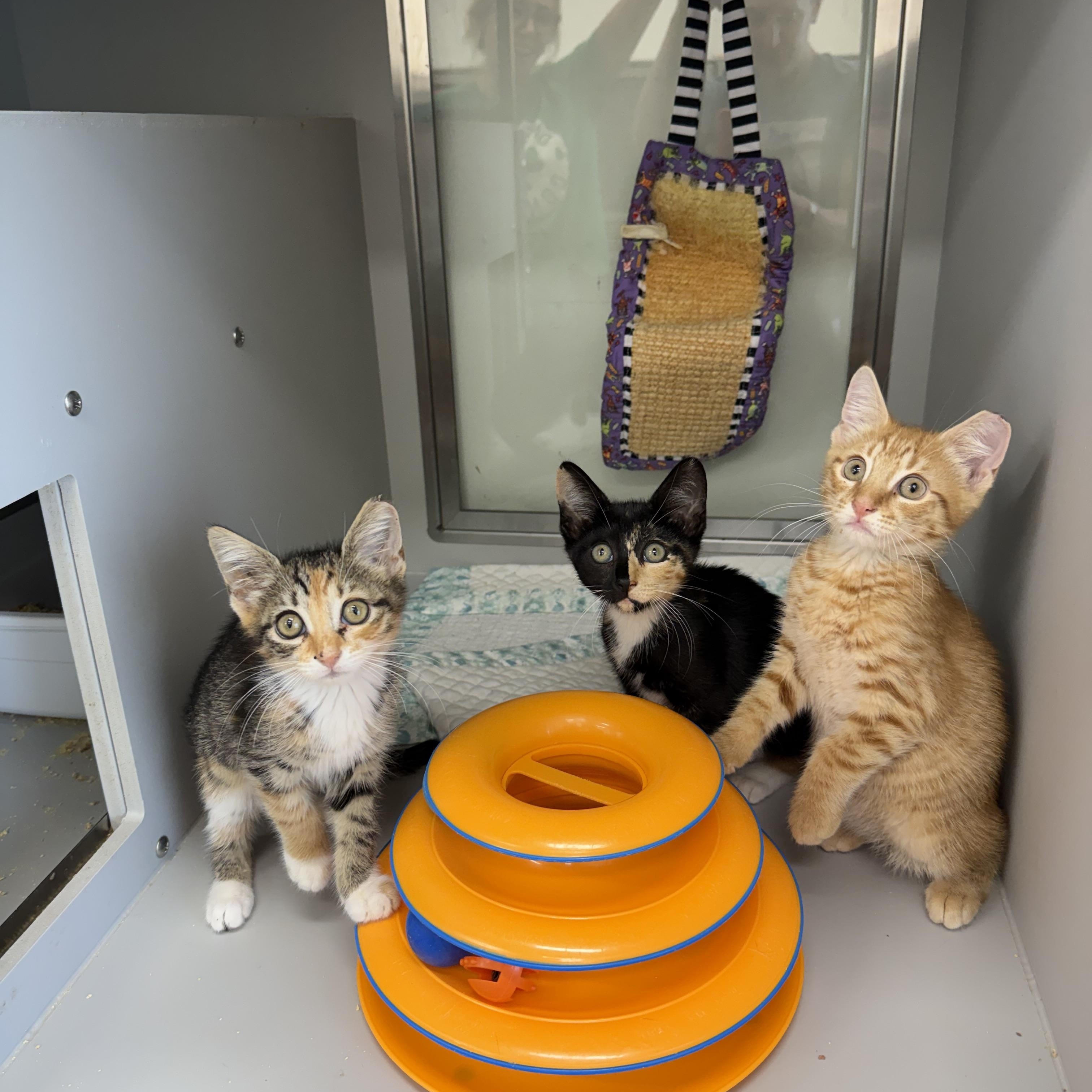 Cheeseball, Snickerdoodle & Bubblegum, a Adoptable Domestic Short Hair in Miami Beach, FL image 1/6