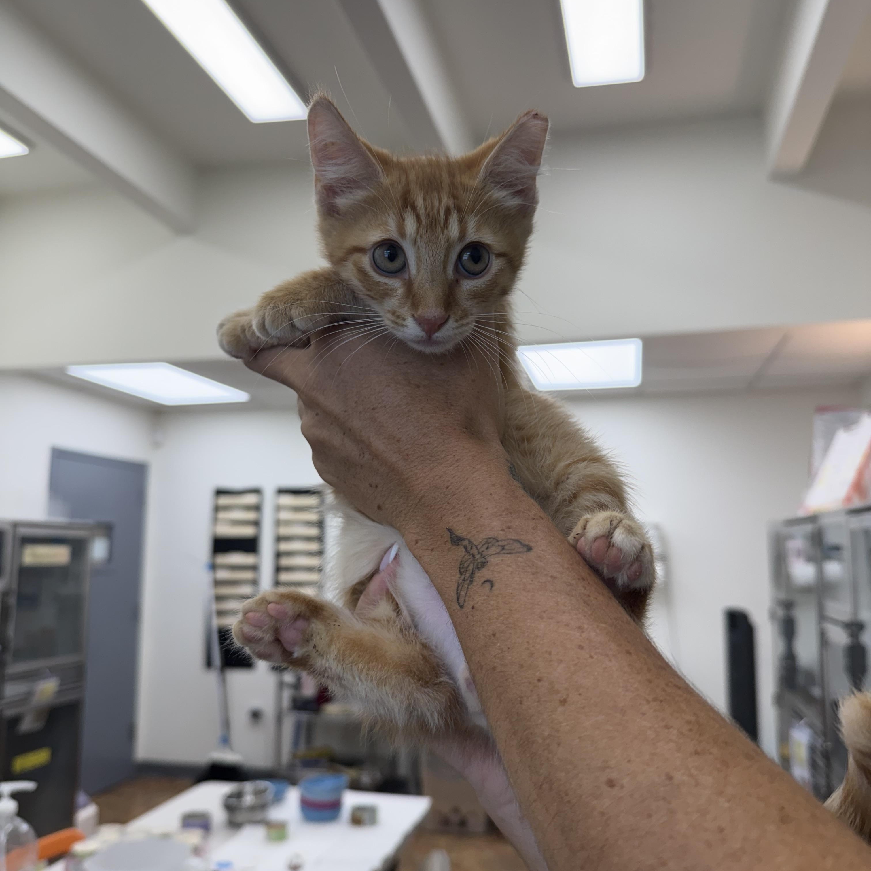 Cheeseball, Snickerdoodle & Bubblegum, a Adoptable Domestic Short Hair in Miami Beach, FL image 5/6