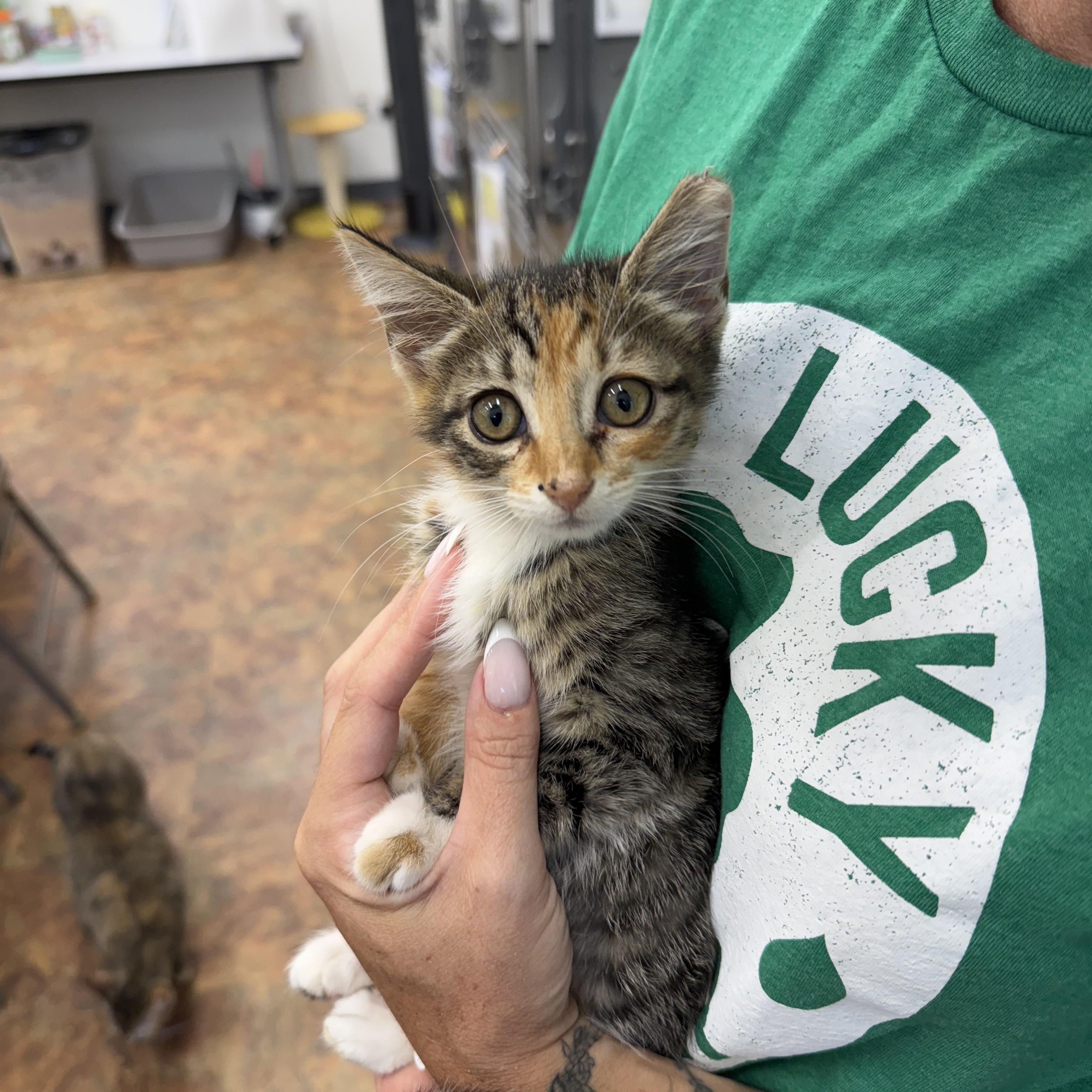 Cheeseball, Snickerdoodle & Bubblegum, a Adoptable Domestic Short Hair in Miami Beach, FL image 4/6