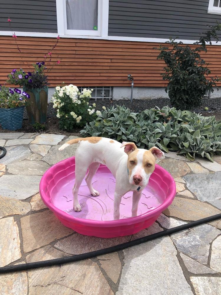 Roulette, an adoptable Pit Bull Terrier in Spokane, WA, 99207 | Photo Image 2