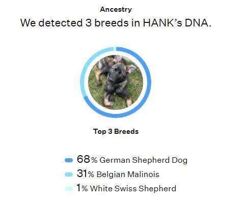 Hank, a Adoptable mixed breed in West Richland, WA image 1/4