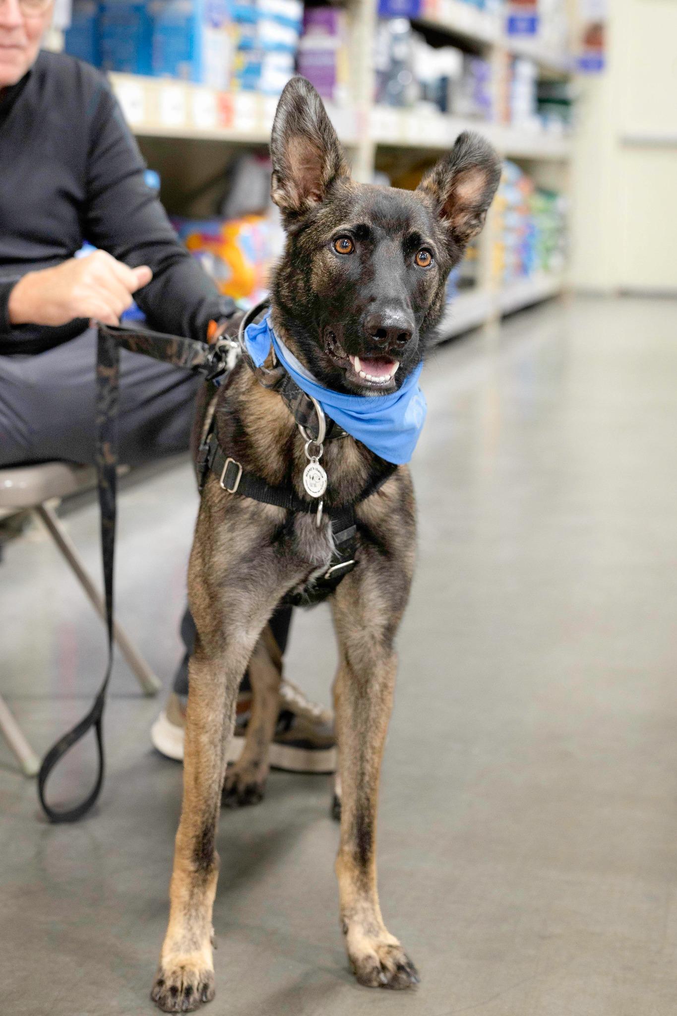 Hank, a Adoptable mixed breed in West Richland, WA image 2/4