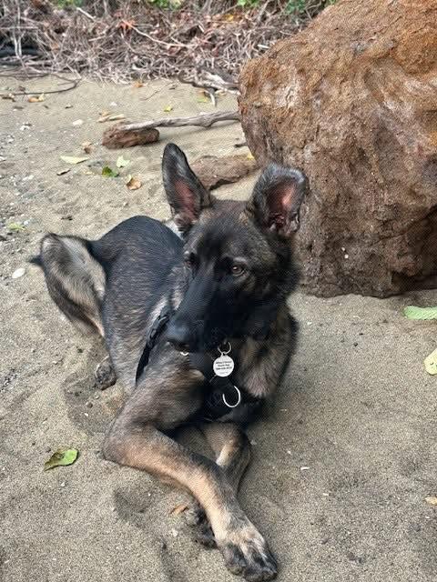 Hank, Adoptable, Adult Male German Shepherd Dog & Belgian Shepherd / Malinois.