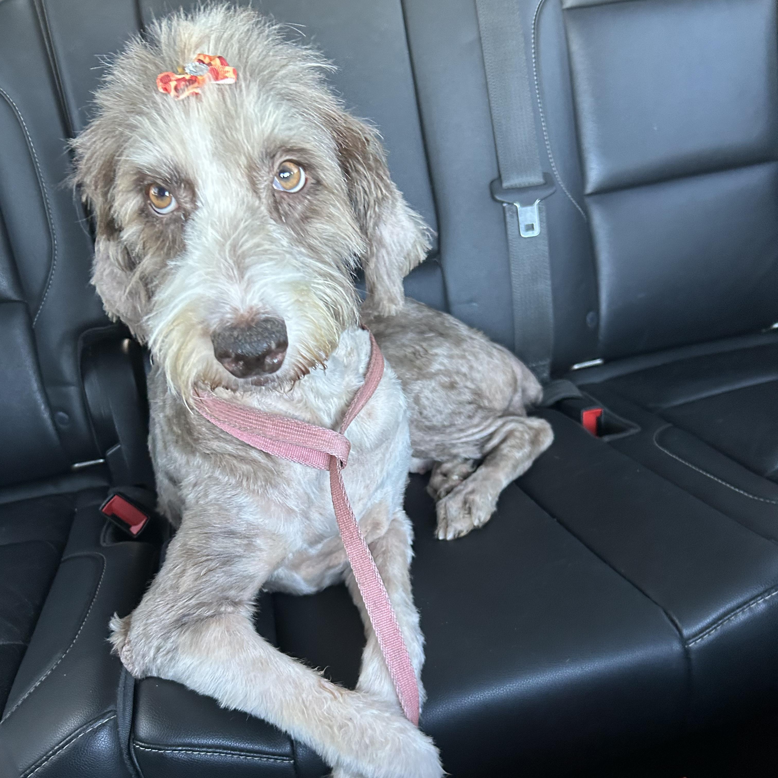 Maggie, an adoptable Aussiedoodle in Newport, AR, 72112 | Photo Image 5