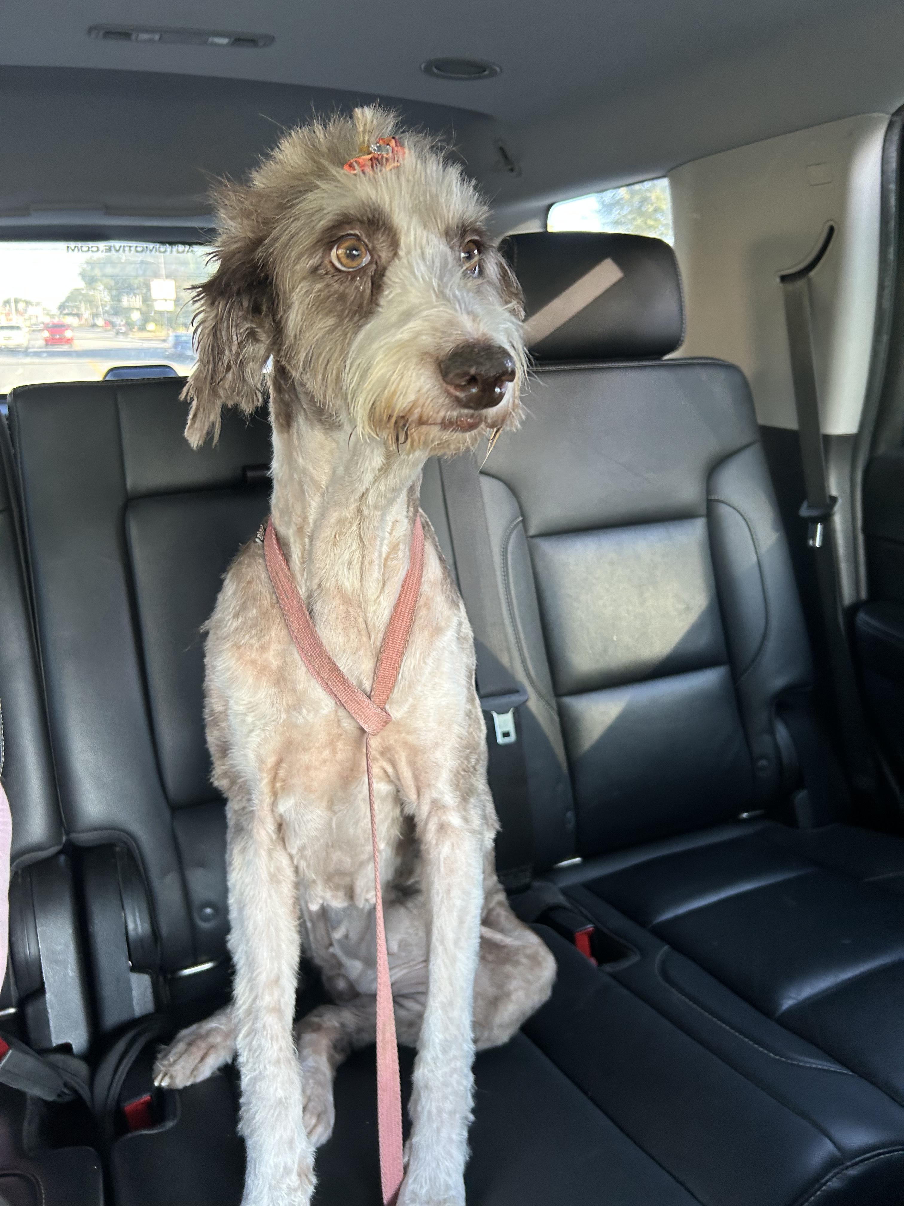 Maggie, an adoptable Aussiedoodle in Newport, AR, 72112 | Photo Image 4