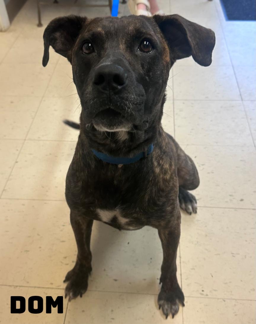 Dom, Adoptable, Adult Male American Bully.