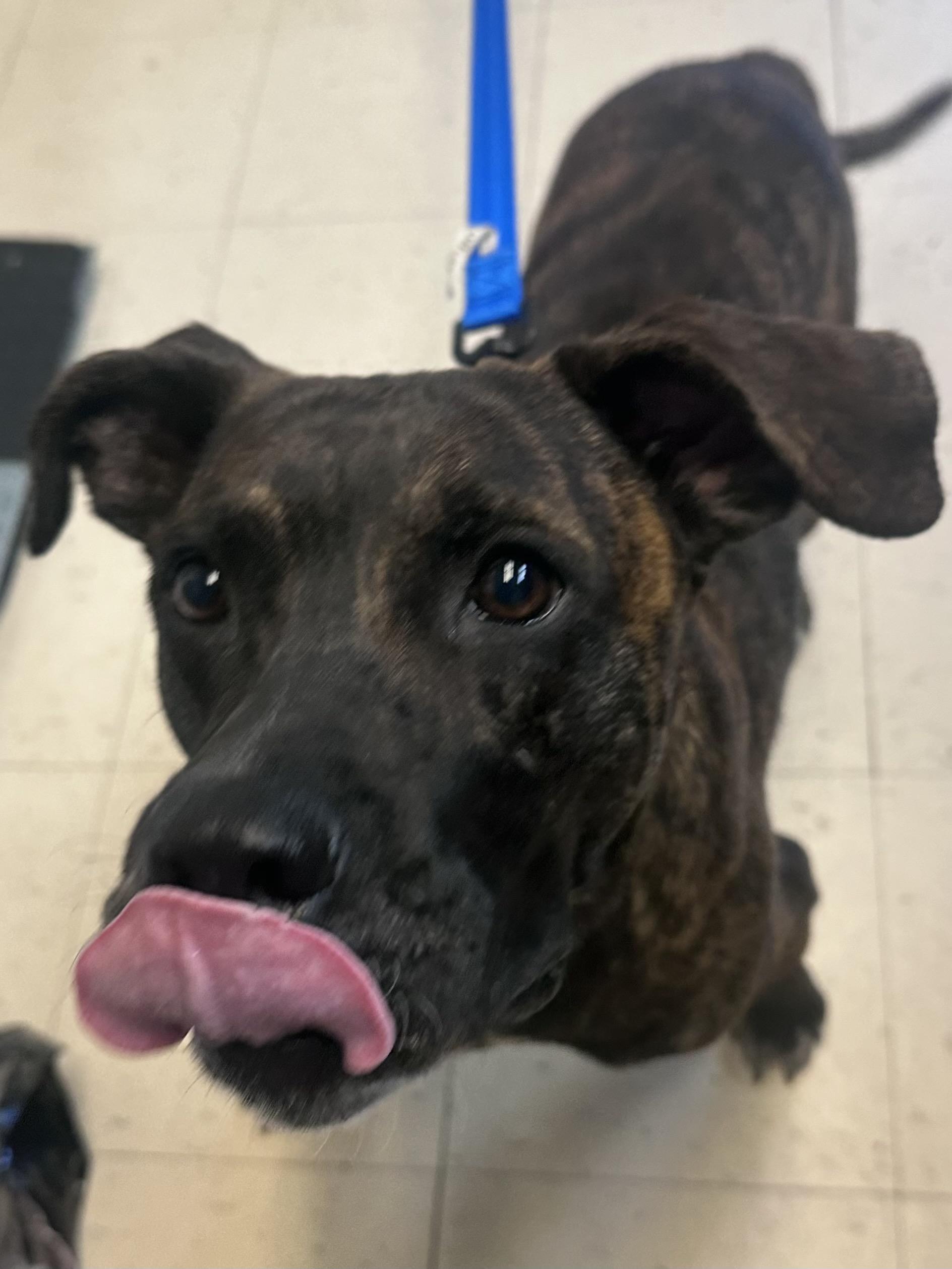 Enlarge Dom, a Adoptable mixed breed in Dyersburg, TN image 3/5