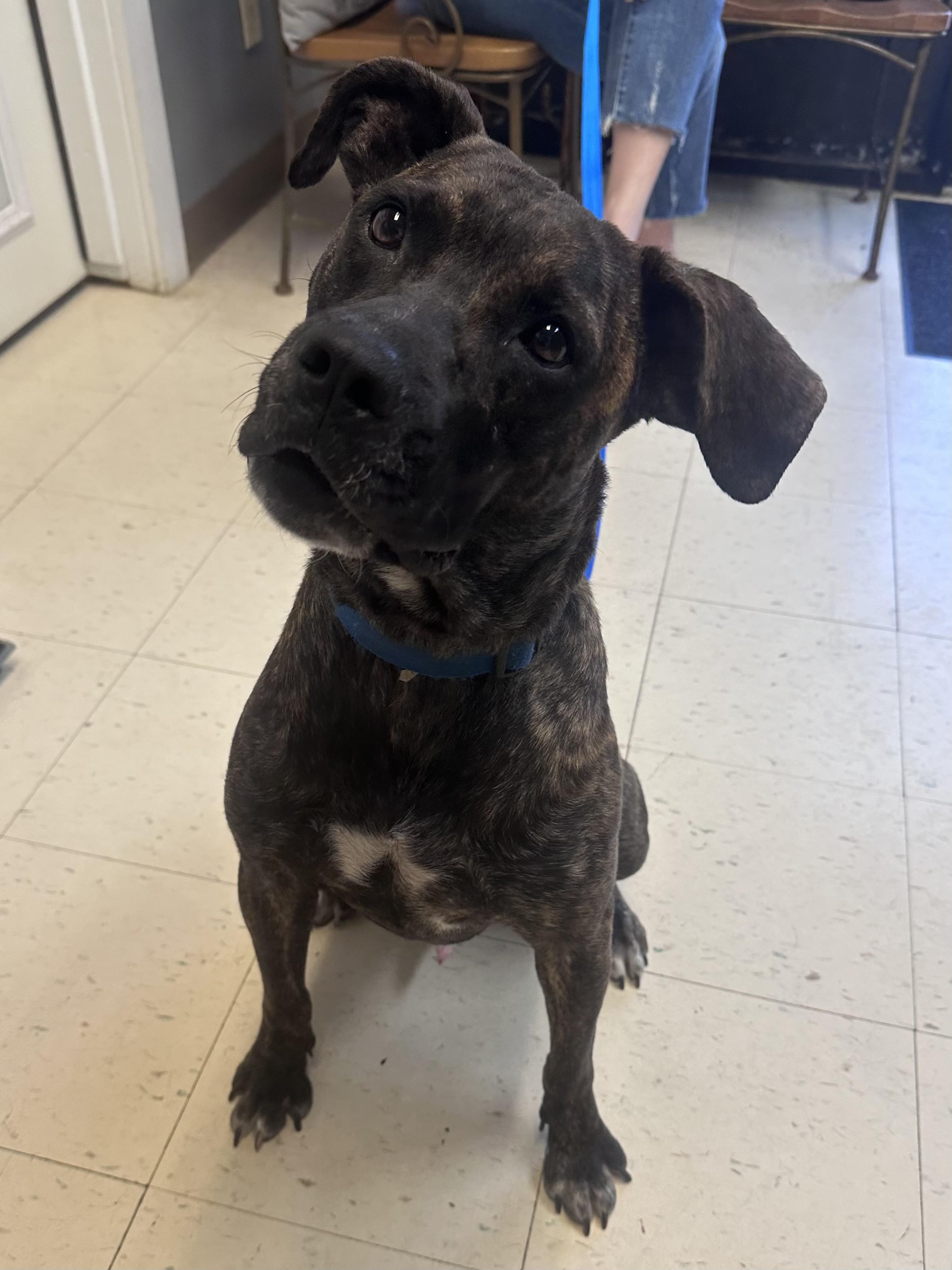 Enlarge Dom, a Adoptable mixed breed in Dyersburg, TN image 4/5