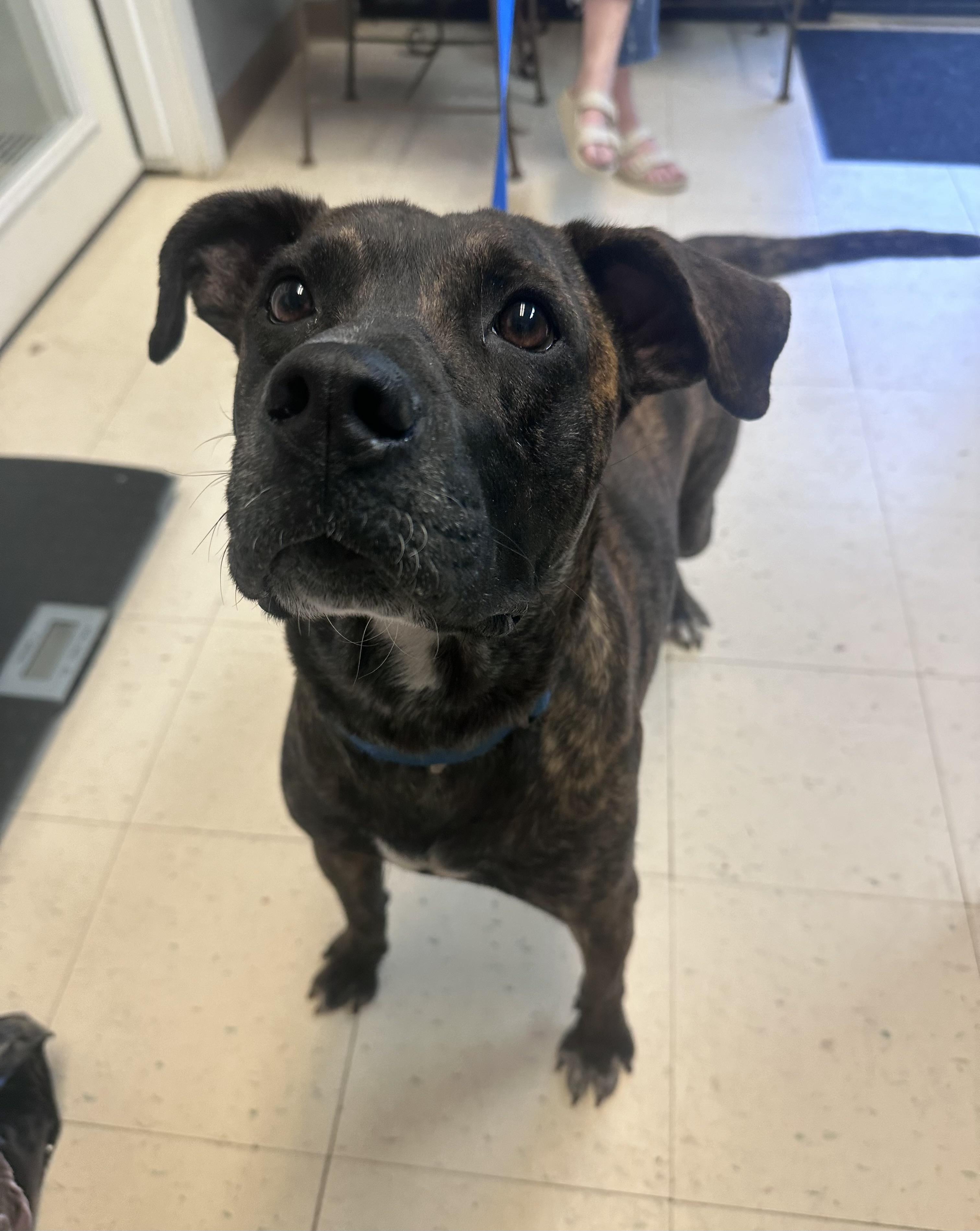 Enlarge Dom, a Adoptable mixed breed in Dyersburg, TN image 5/5