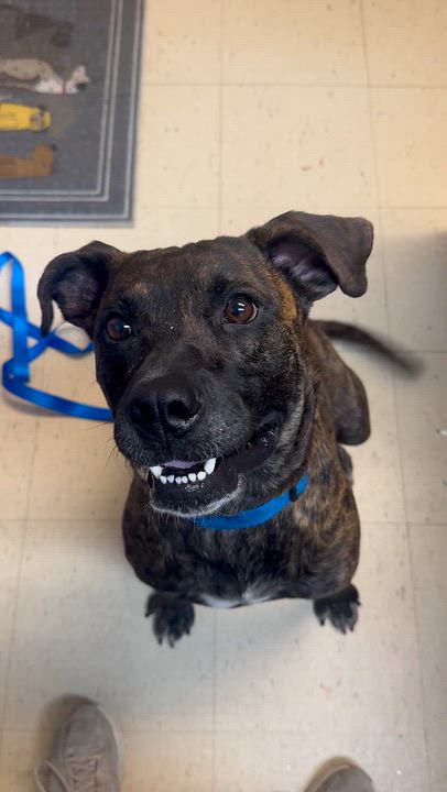 Enlarge Dom, a Adoptable mixed breed in Dyersburg, TN video 1/5