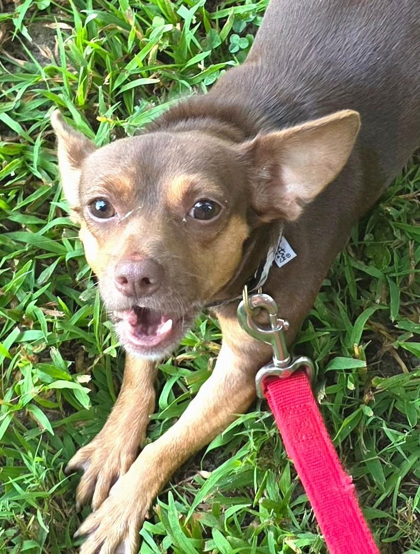 Enlarge Happy Jose, a ADOPTABLE mixed breed in Reston, VA image 6/6