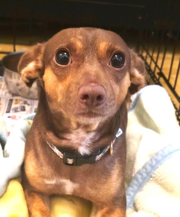Enlarge Happy Jose, a ADOPTABLE mixed breed in Reston, VA image 2/6
