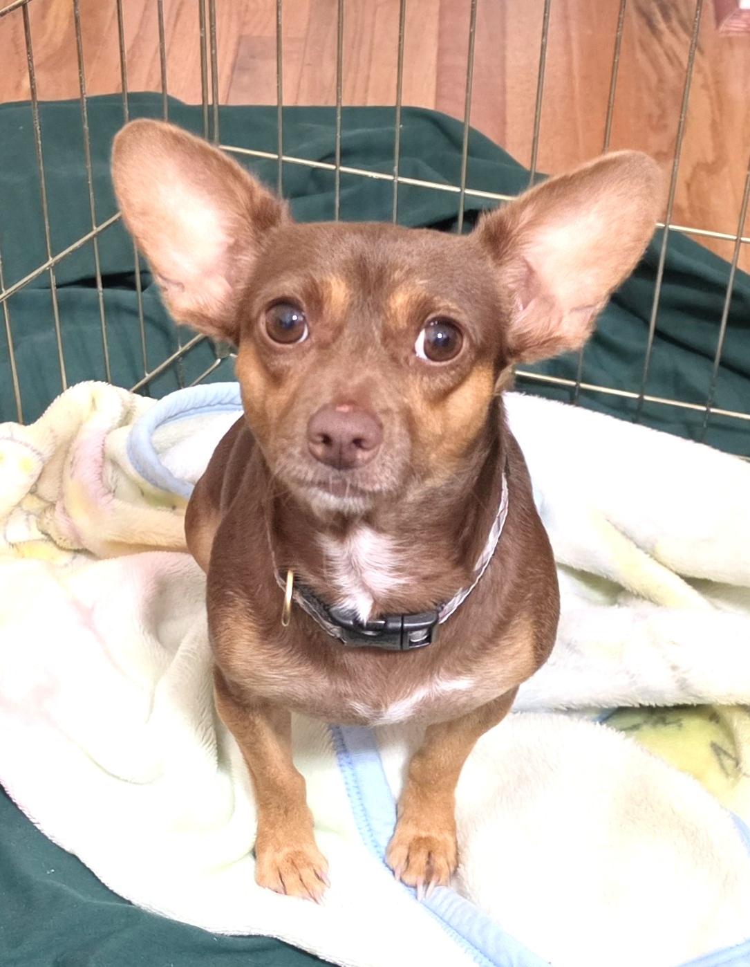 Enlarge Happy Jose, a ADOPTABLE mixed breed in Reston, VA image 5/6