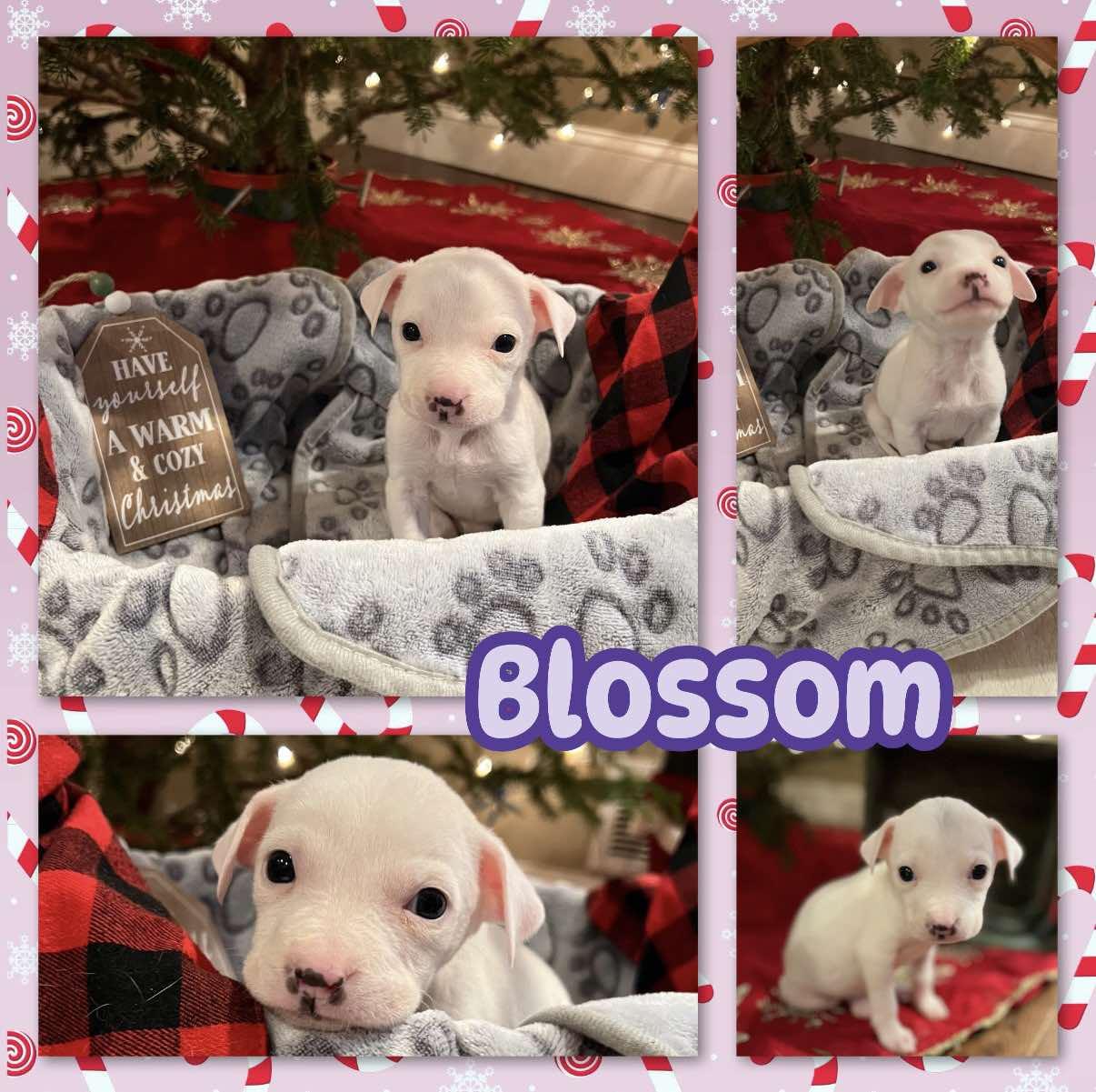 Enlarge Blossom, a ADOPTABLE mixed breed in Ringwood, NJ image 2/2