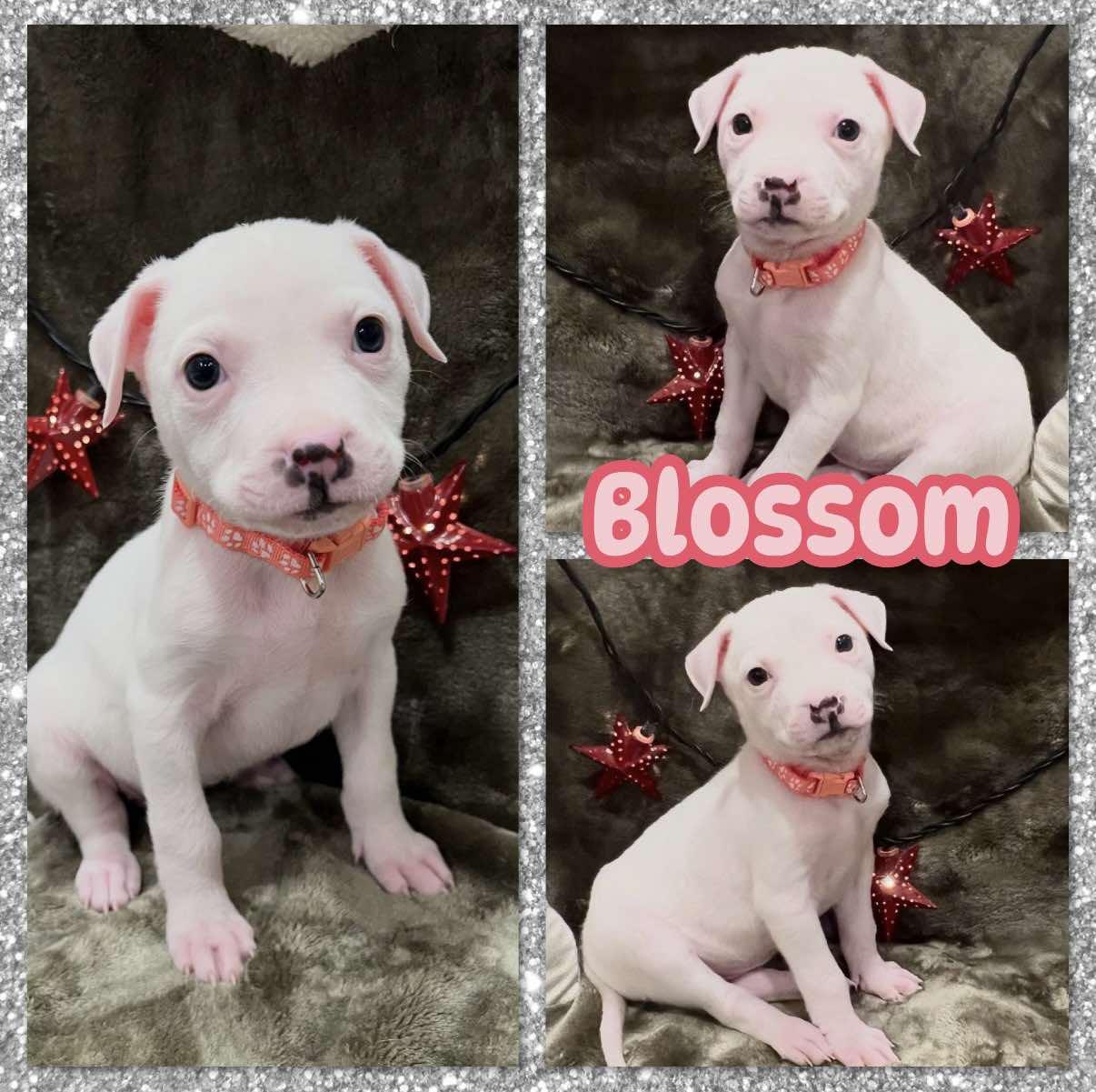 Enlarge Blossom, a ADOPTABLE mixed breed in Ringwood, NJ image 1/2