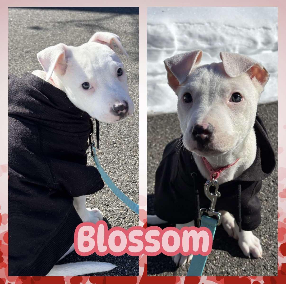 Enlarge Blossom, an adopted mixed breed in Ringwood, NJ image 1/3