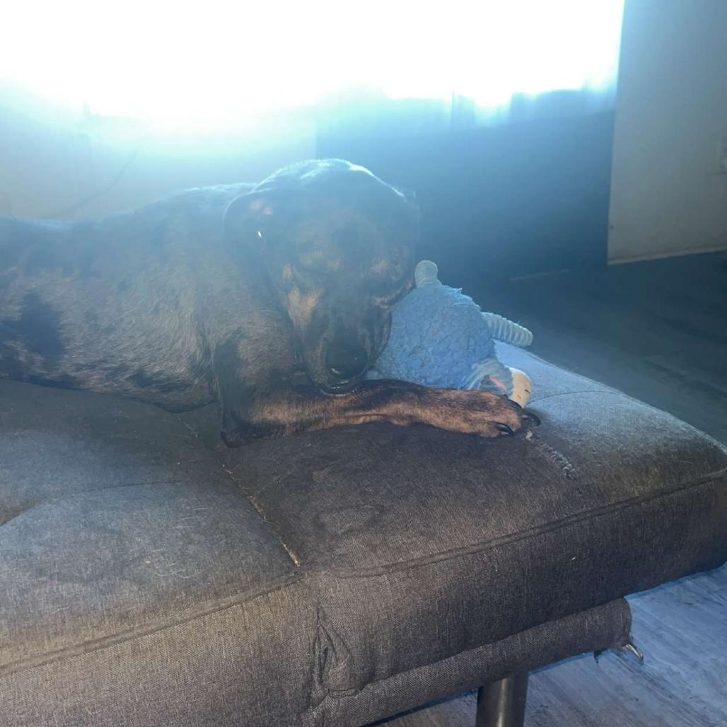 Braxton, Adoptable, Adult Male Catahoula Leopard Dog.