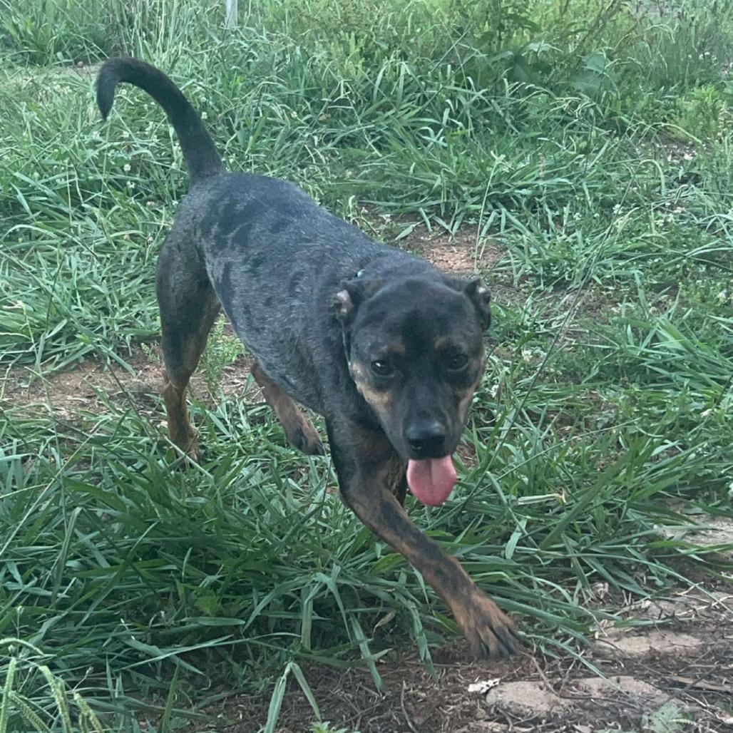 Enlarge Braxton, a Adoptable Catahoula Leopard Dog in Hope Mills, NC image 2/3