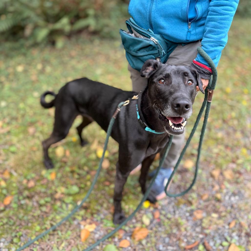 Enlarge Stewie, a Adoptable mixed breed in Bellingham, WA image 1/6