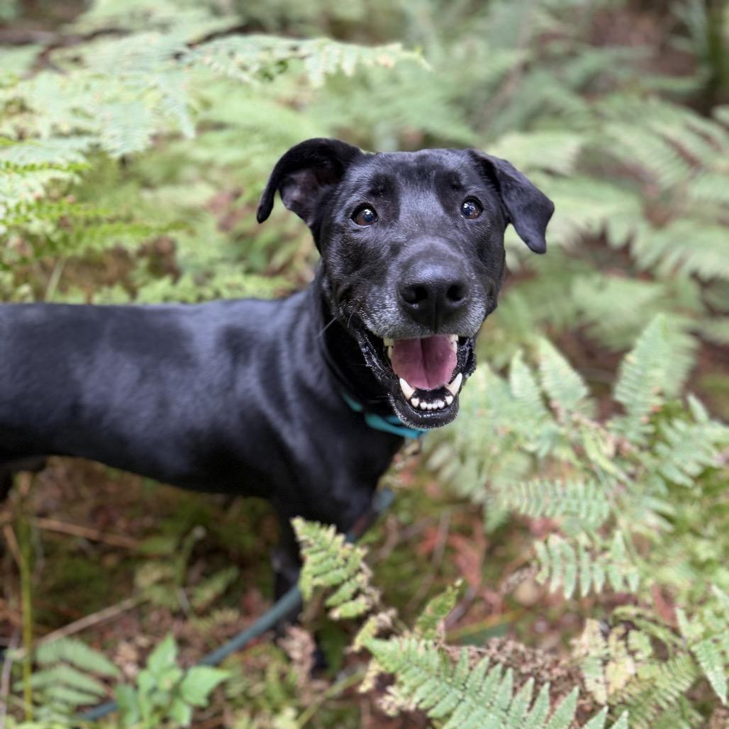 Enlarge Stewie, a Adoptable mixed breed in Bellingham, WA image 2/6