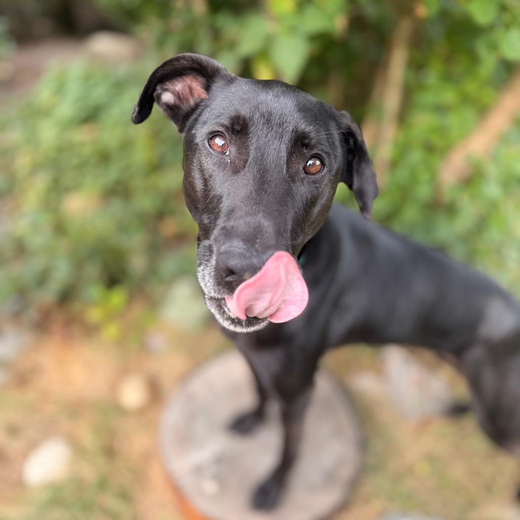 Enlarge Stewie, a Adoptable mixed breed in Bellingham, WA image 3/6