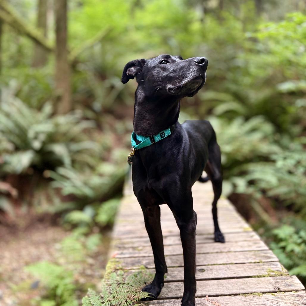 Enlarge Stewie, a Adoptable mixed breed in Bellingham, WA image 4/6