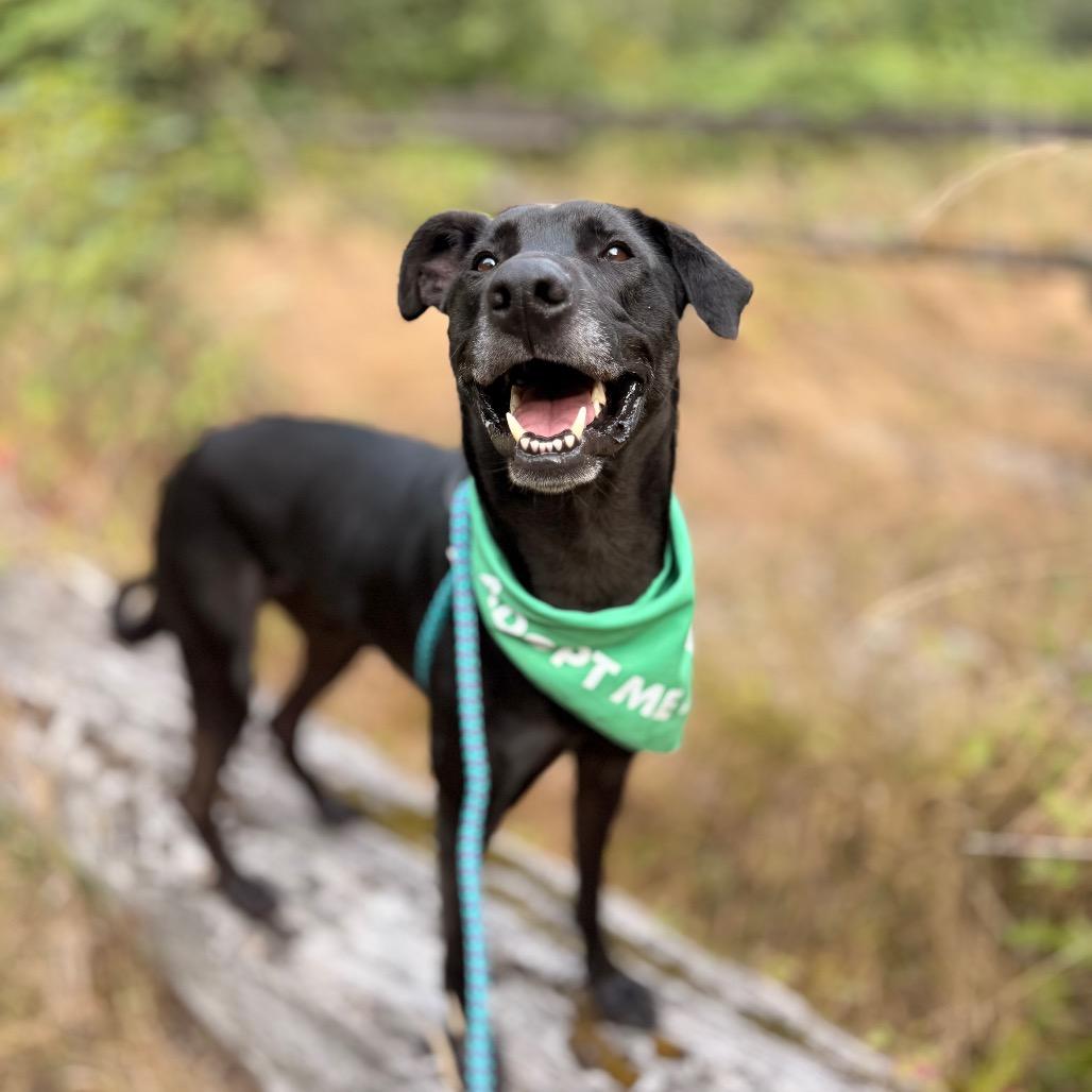 Enlarge Stewie, a Adoptable mixed breed in Bellingham, WA image 5/6