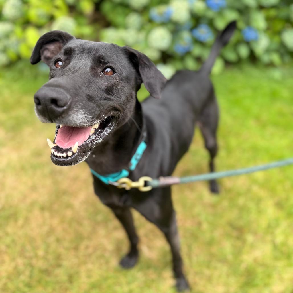Enlarge Stewie, a Adoptable mixed breed in Bellingham, WA image 6/6