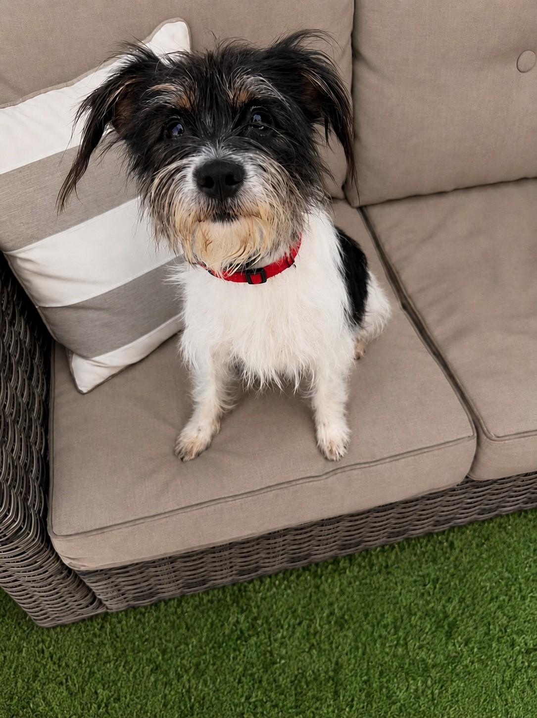 Mia, a ADOPTABLE mixed breed in Poway, CA image 3/3