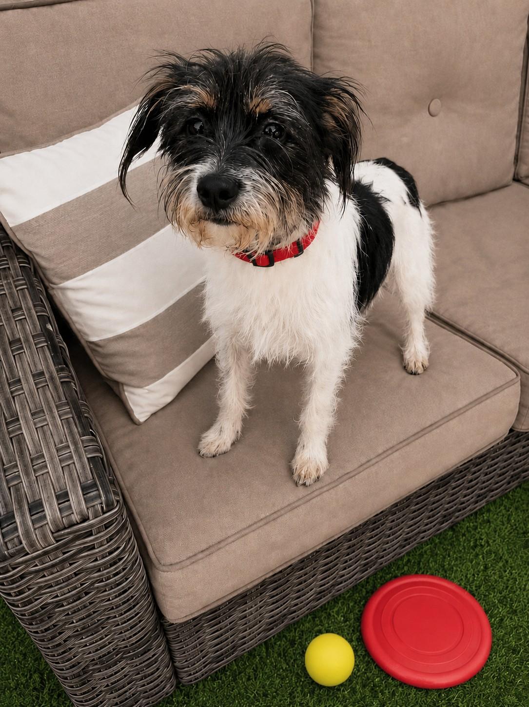 Mia, a ADOPTABLE mixed breed in Poway, CA image 2/3