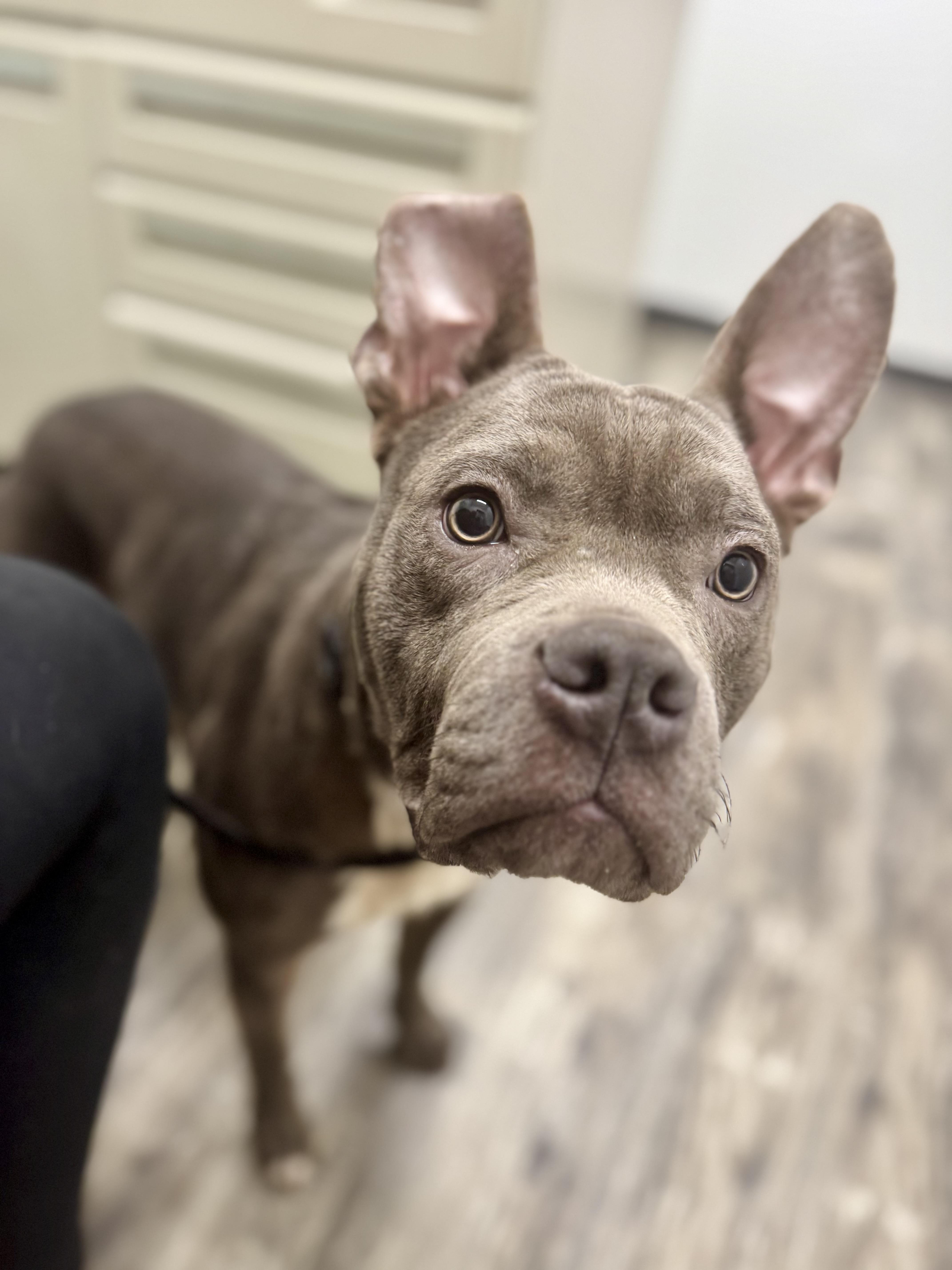 Enlarge Stitch, a ADOPTABLE mixed breed in Charlotte , NC image 3/6