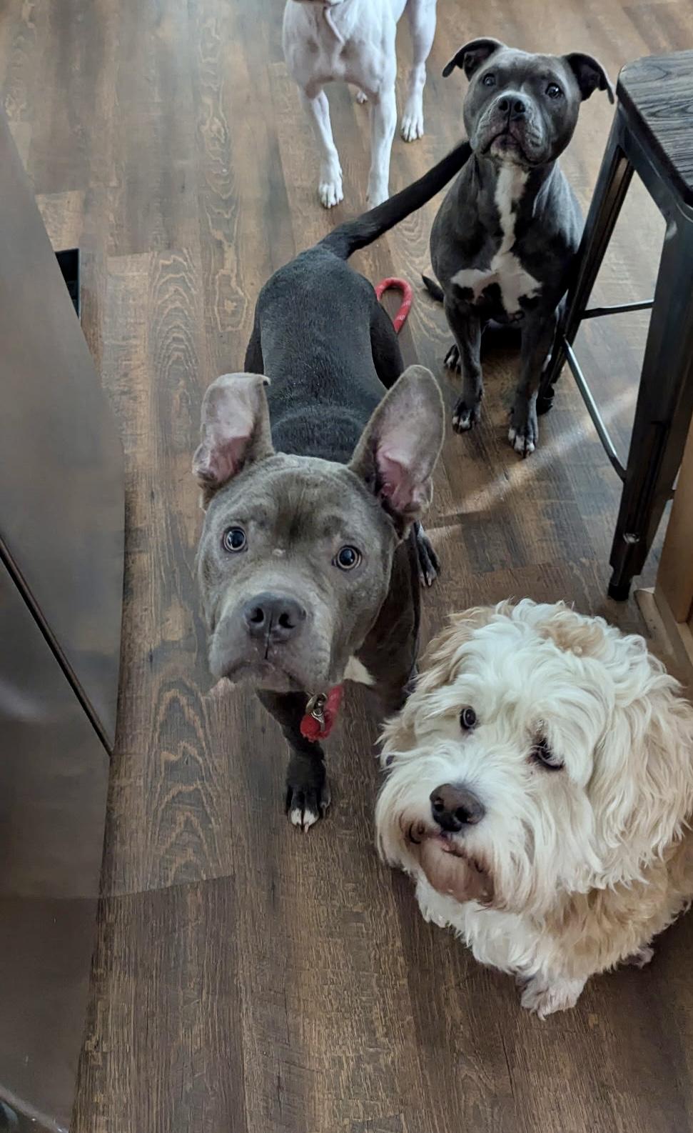 Enlarge Stitch, a ADOPTABLE mixed breed in Charlotte , NC image 2/6