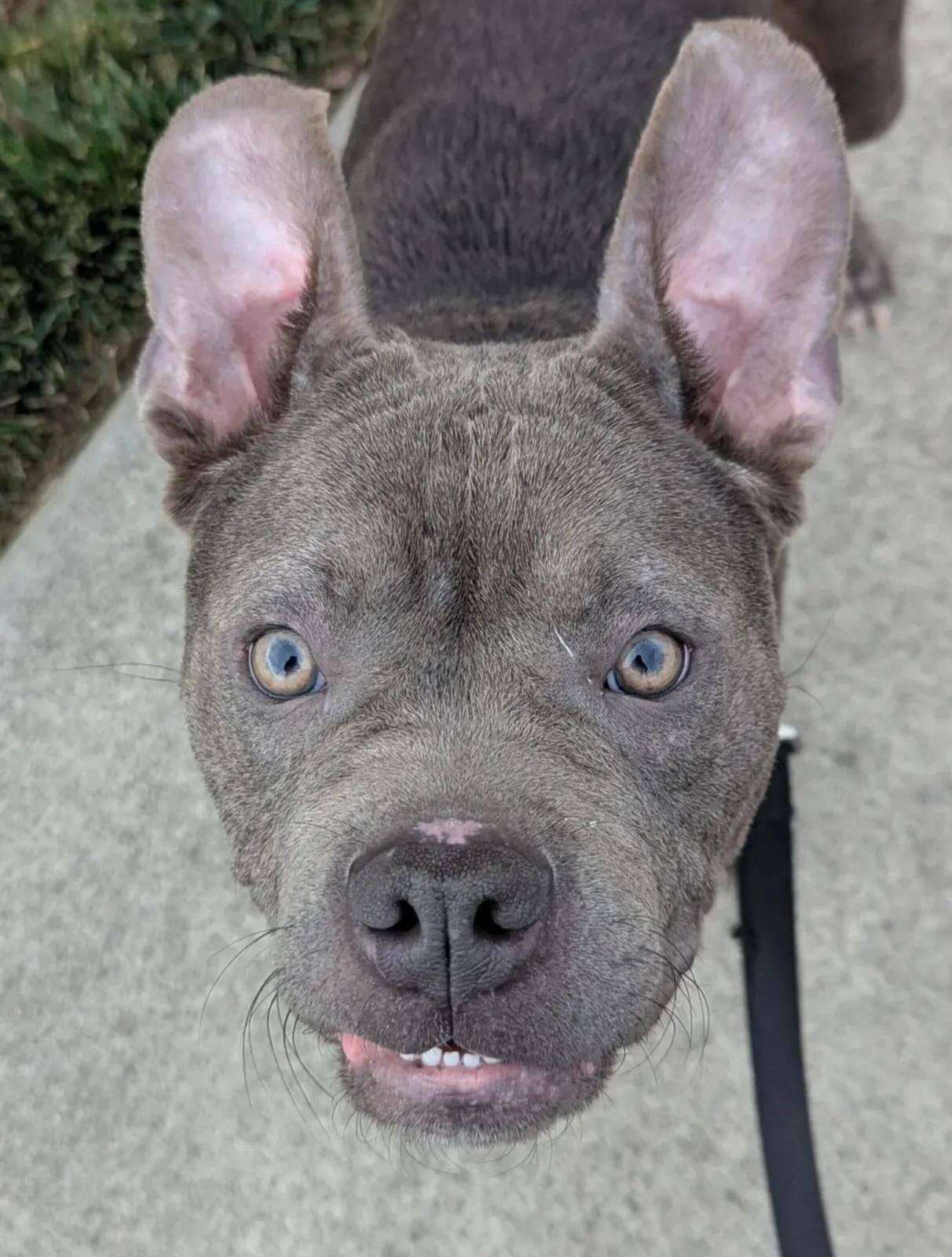 Enlarge Stitch, a ADOPTABLE mixed breed in Charlotte , NC image 1/6