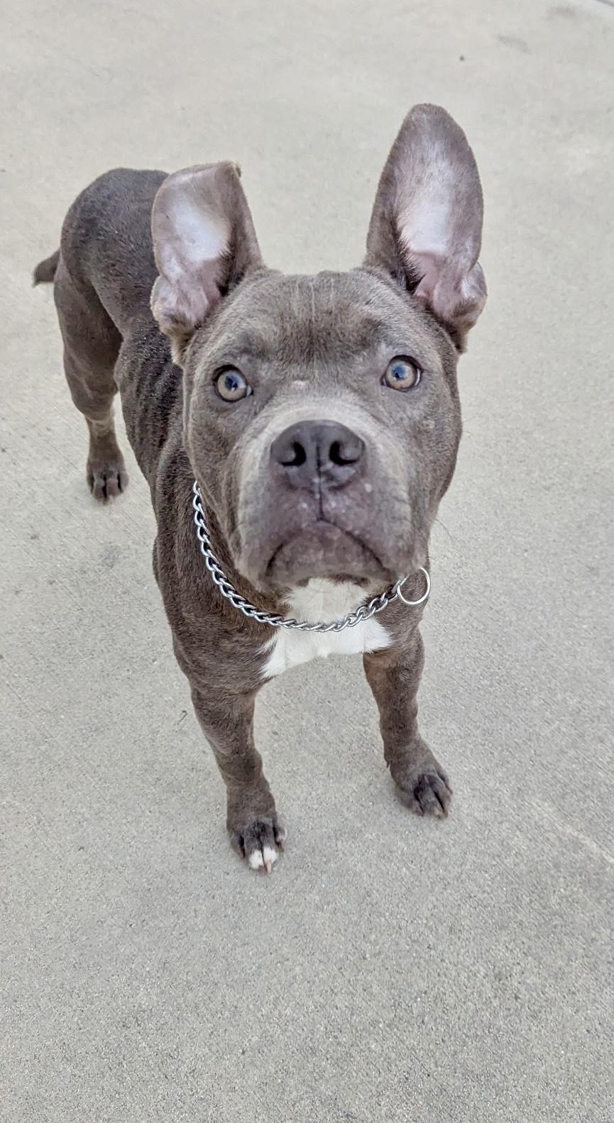 Enlarge Stitch, a ADOPTABLE mixed breed in Charlotte , NC image 5/6