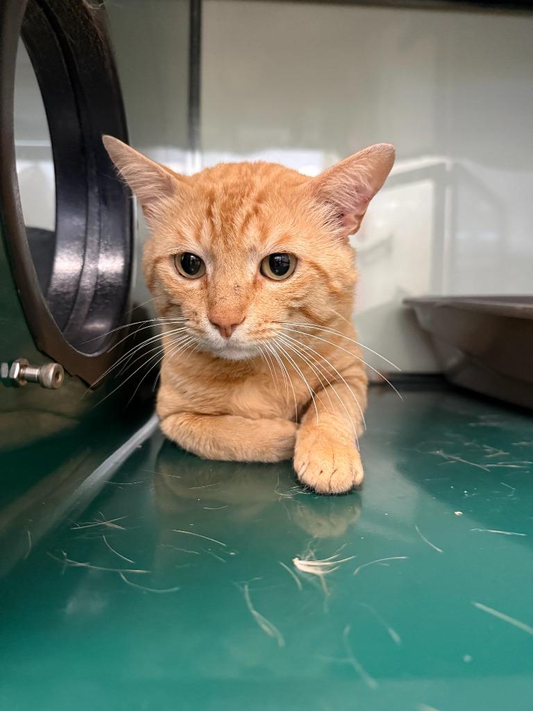 Enlarge Thomas, a Adoptable mixed breed in Little Elm, TX image 1/2