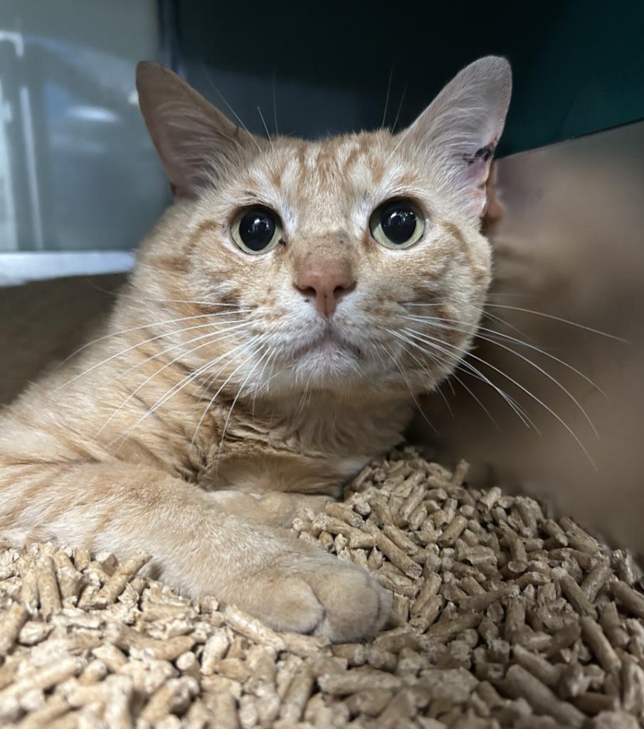 Enlarge Thomas, a Adoptable mixed breed in Little Elm, TX image 2/2